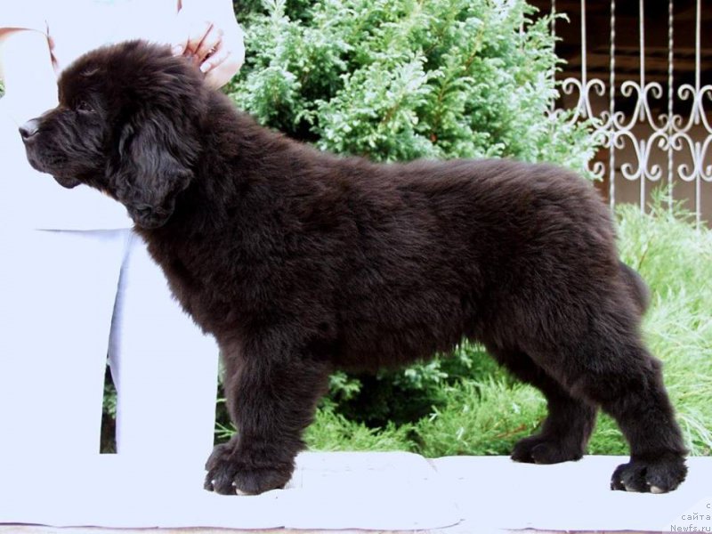 Фотография № 161276