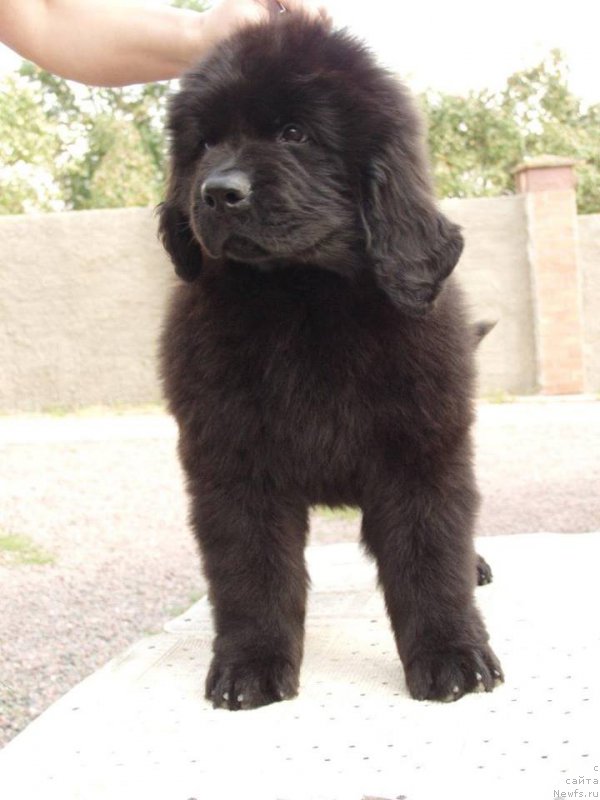 Фотография № 161277