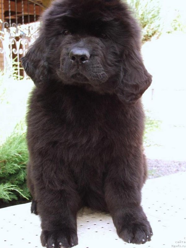 Фотография № 161279