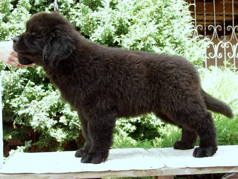 Фотография № 161280