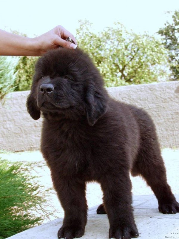 Фотография № 161281