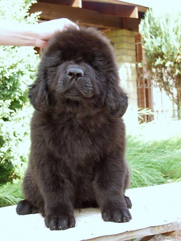 Фотография № 161283