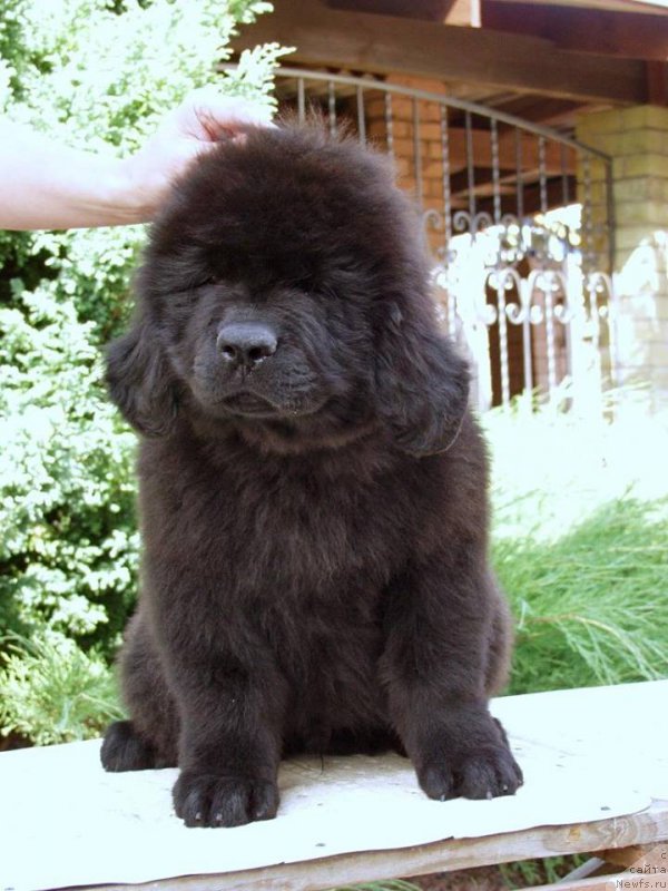 Фотография № 161284