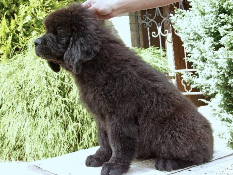 Фотография № 161285