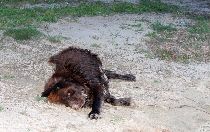 Фото: ньюфаундленд Чармер Денкам Бронз (Charmer Denkam Bronze)