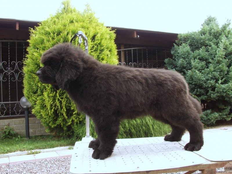 Фотография № 161298