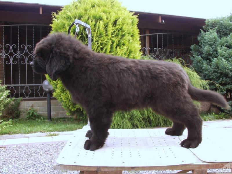 Фотография № 161299