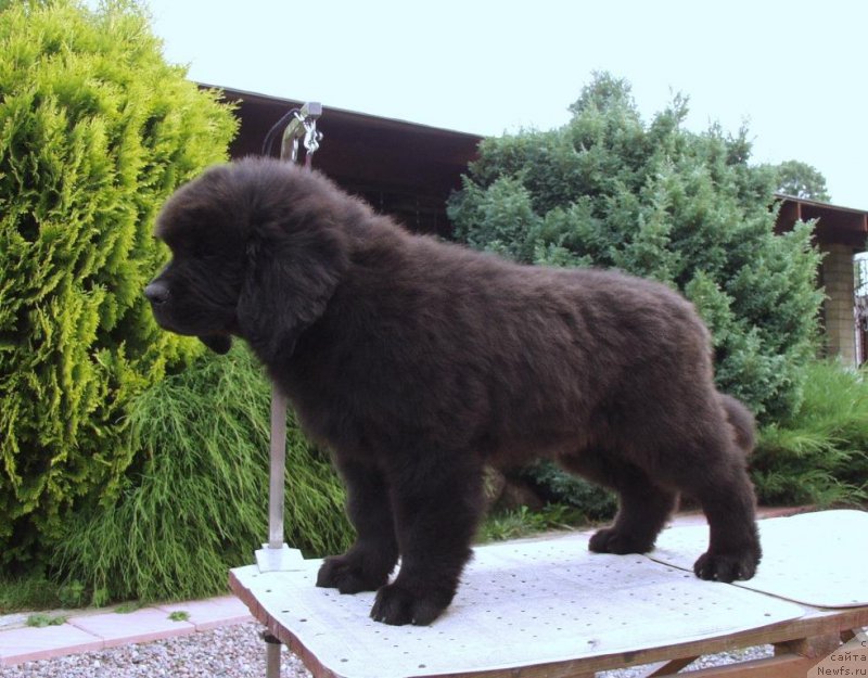 Фотография № 161300