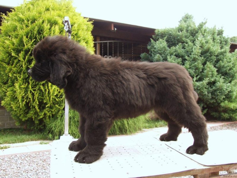 Фотография № 161301