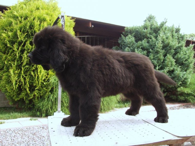 Фотография № 161302