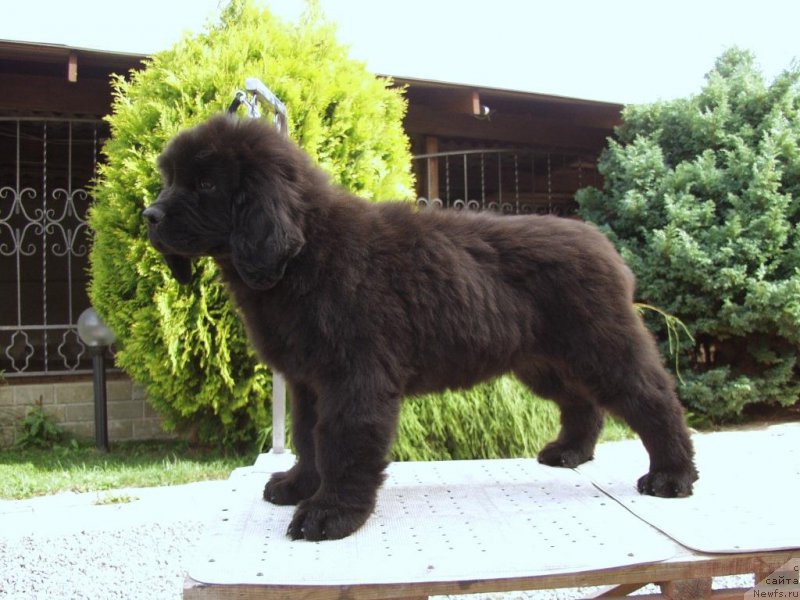 Фотография № 161303