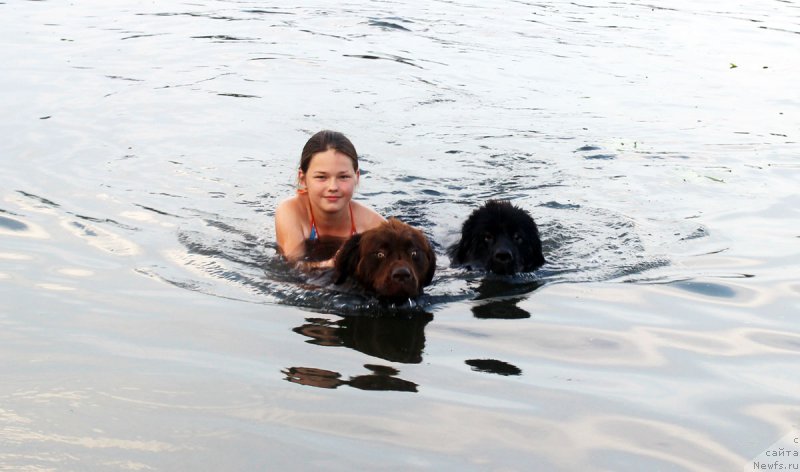 Фото: ньюфаундленд Великий Медведь Камелия, ньюфаундленд Мерседес Вялiкi Мядзведзь (Mercedes Vialiki Miadzvedz)