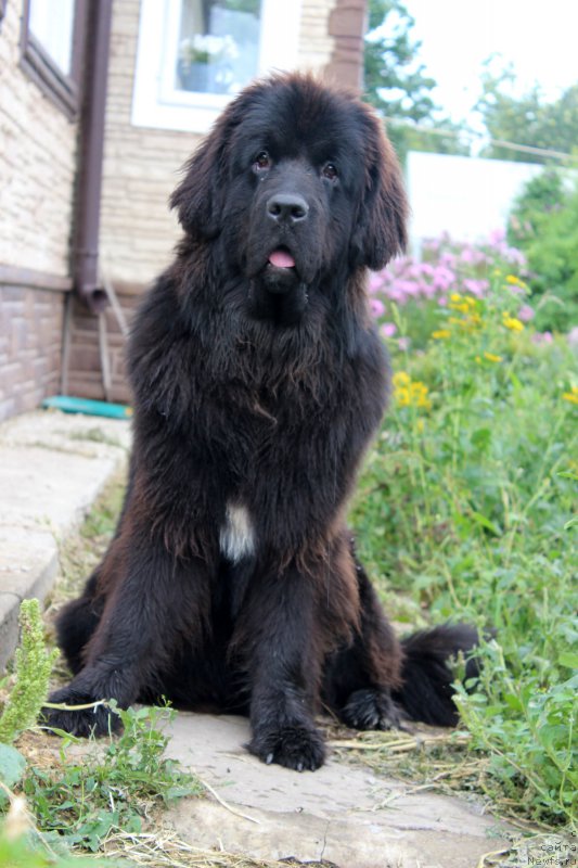 Фото: ньюфаундленд Мерседес Вялiкi Мядзведзь (Mercedes Vialiki Miadzvedz)
