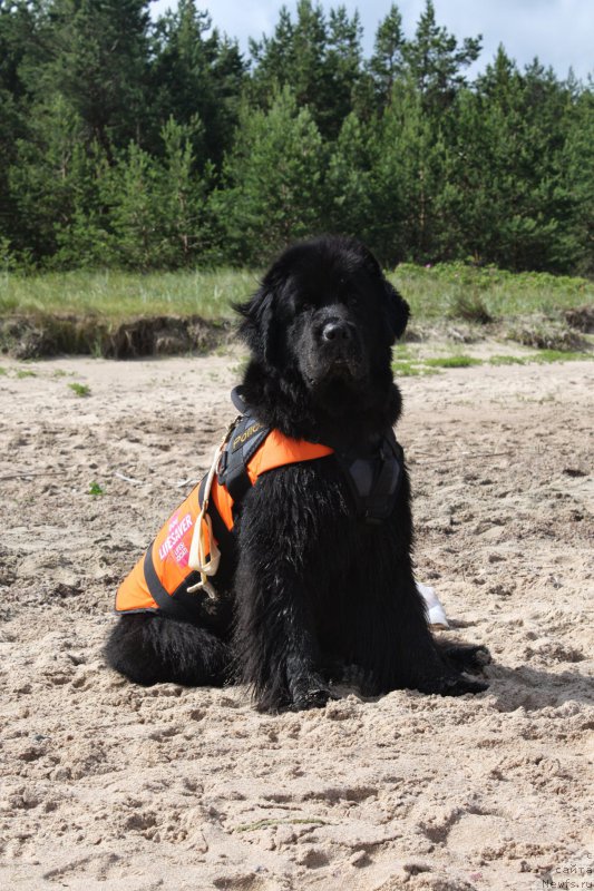 Фото: ньюфаундленд Tata Vialiki Miadzvedz