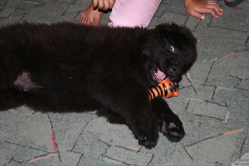 Фотография № 161326