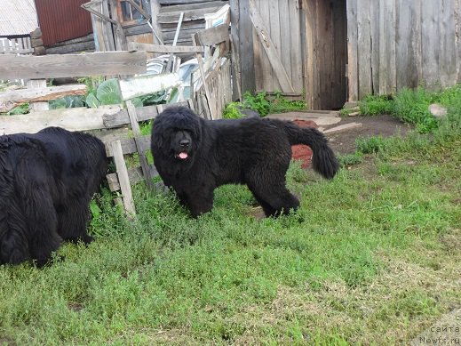 Фото: ньюфаундленд Ньюфорт Ньёрд Роял Флэш