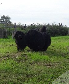 Фото: ньюфаундленд Ньюфорт Любимая Забава, ньюфаундленд King of Helluland I'm Precious