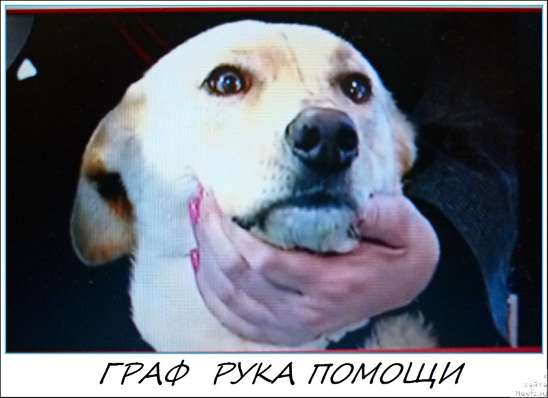 Фотография № 161338