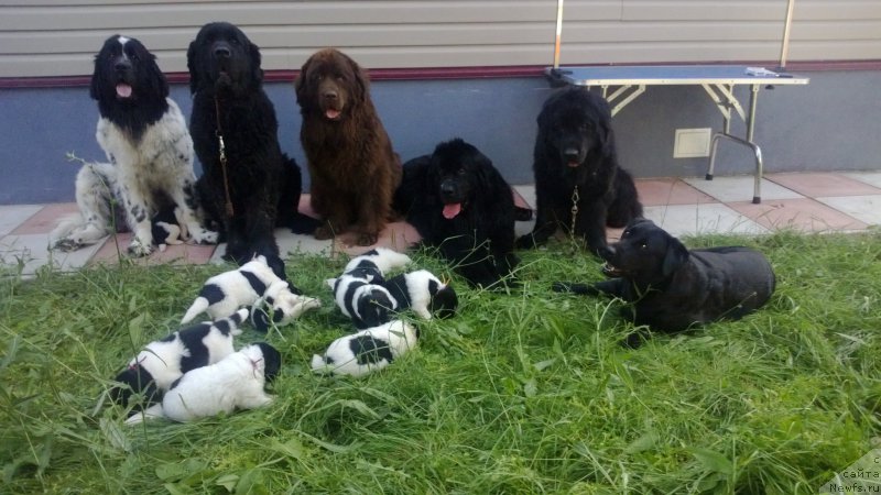 Фото: ньюфаундленд Сказочная Кроха Прелестная Блонди, ньюфаундленд Дюрбахлер Клаб Аль Почино, ньюфаундленд Очаровашка с Берега Дона (Ocharovashka s Berega Dona), ньюфаундленд Дюрбахлер Клаб Виллаж Дюбеф, ньюфаундленд Масяня Гранд Бэби, лабрадор Миля и дети