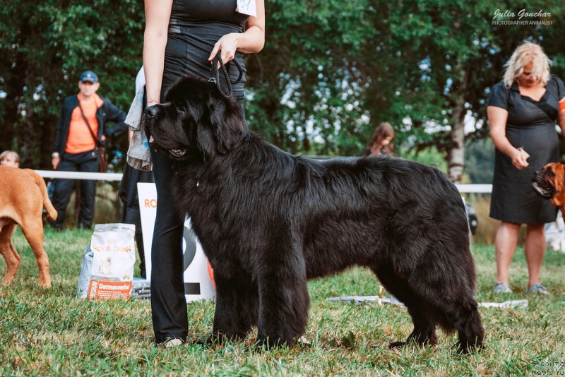 Фото: ньюфаундленд Бегущая по Волнам Шаолинь (Beguschaya po Volnam Shaolin)