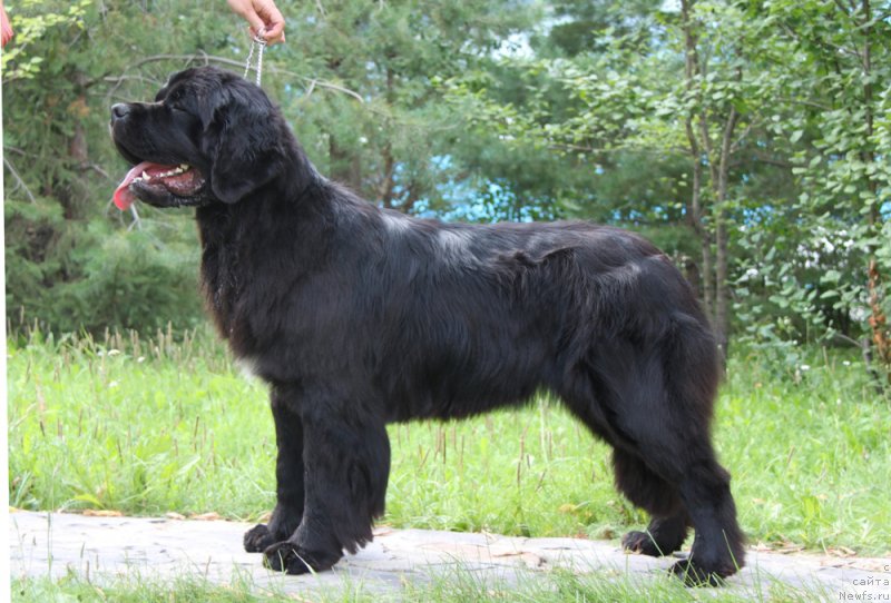 Фотография № 161341