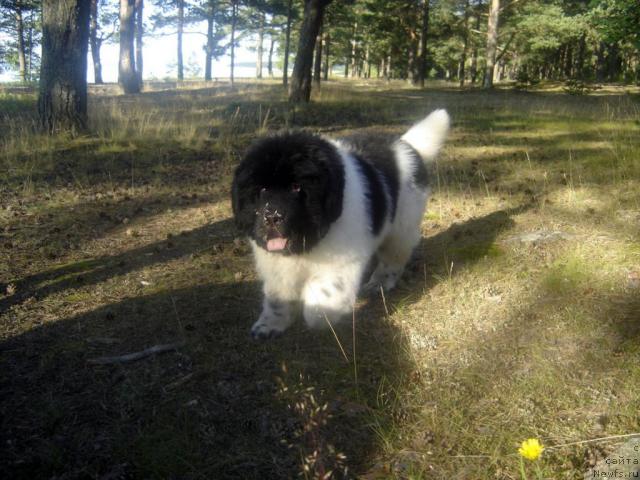 Фото: ньюфаундленд Don't Worry Be Happy de L'Etoile de Cyrice