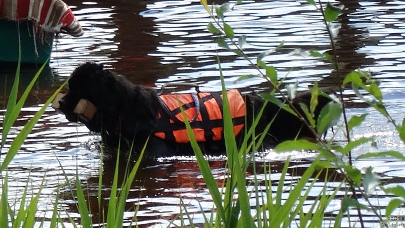 Фото: ньюфаундленд Акватория Келвин Черная Феерия