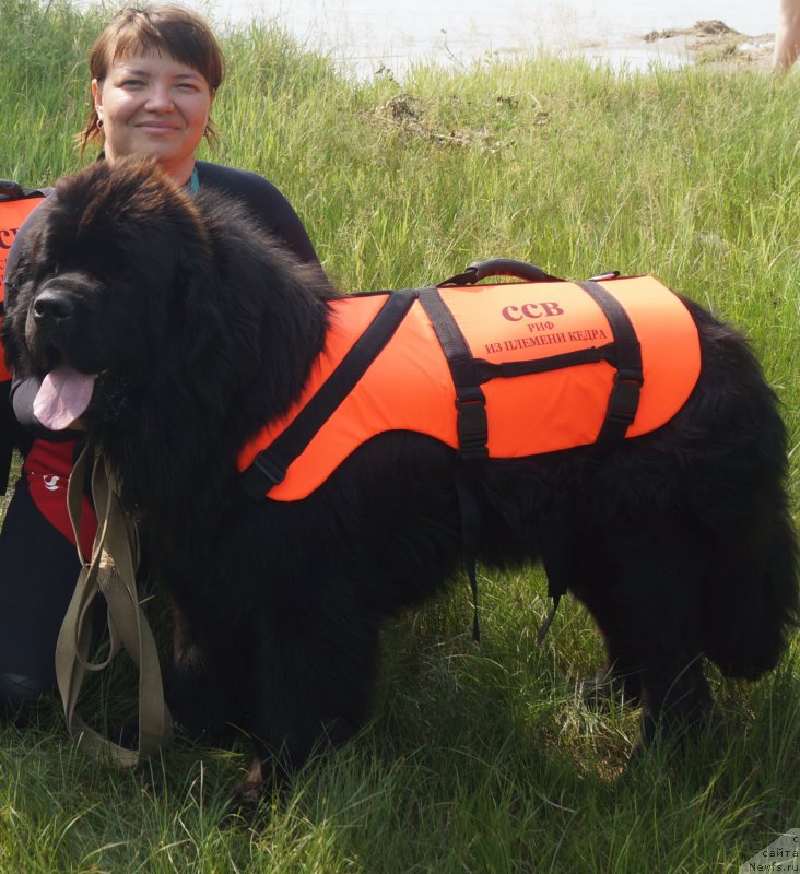 Фото: ньюфаундленд Риф из Племени Кедра