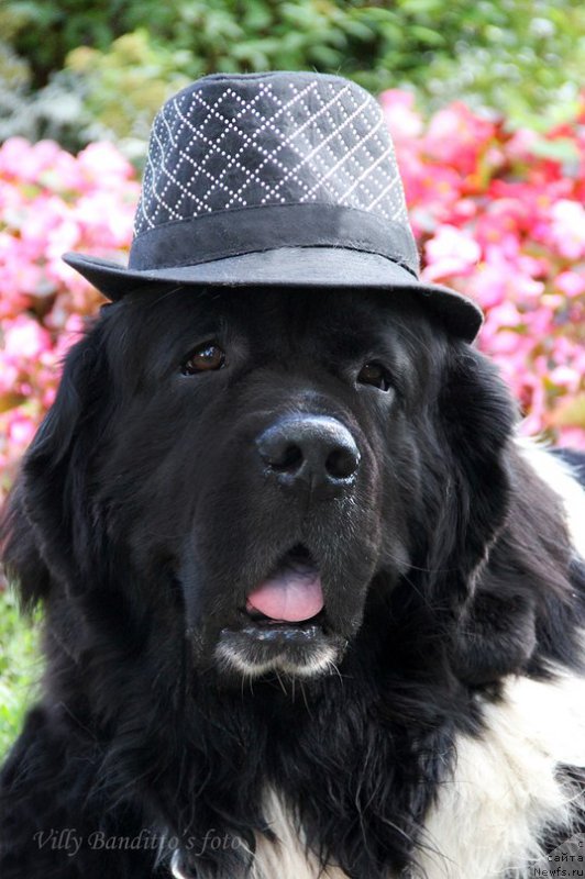 Фотография № 161360