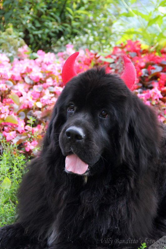 Фотография № 161363