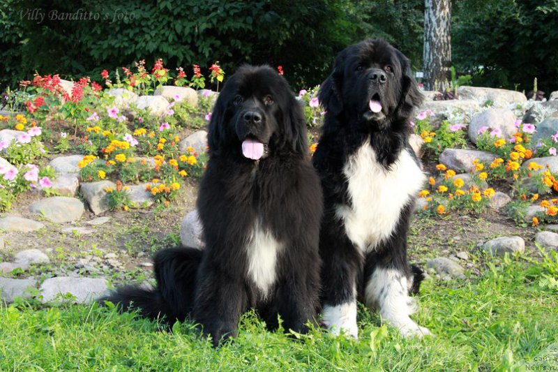 Фотография № 161365