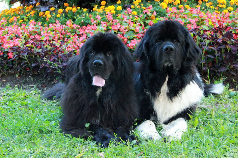 Фотография № 161366