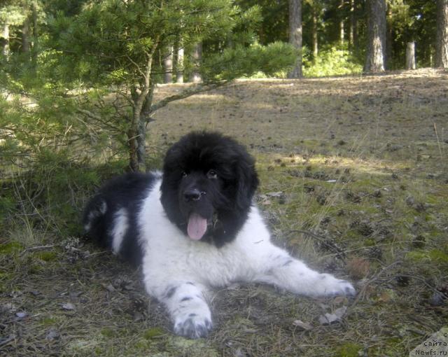 Фотография № 16137