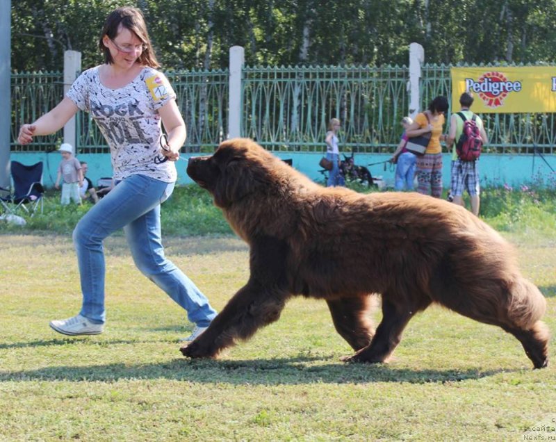 Фото: ньюфаундленд Моя Богиня Гера от Марлеон Дусвик