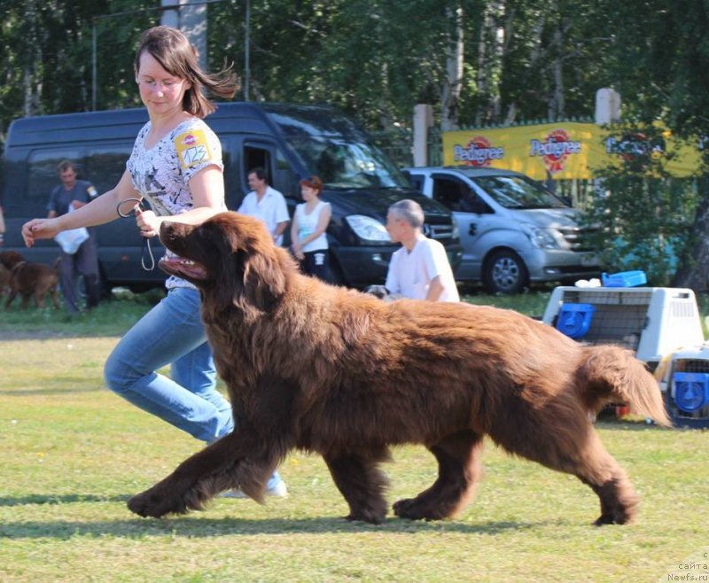 Фото: наш самый лучший хендлер-Светлана Елгина и, ньюфаундленд Моя Богиня Гера от Марлеон Дусвик