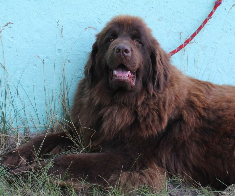 Фото: ньюфаундленд Моя Богиня Гера от Марлеон Дусвик