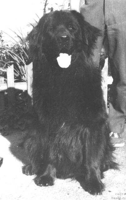 Фото: ньюфаундленд Принц Олс