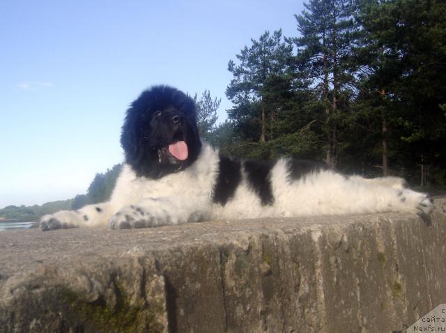 Фото: ньюфаундленд Don't Worry Be Happy de L'Etoile de Cyrice