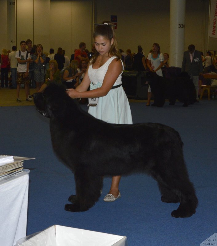 Фото: ньюфаундленд Акватория Келвин Ультиматум (Aquatoriya Kelvin Ultimatum)