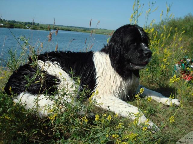 Фото: ньюфаундленд Маг Исполин Инфанта (Mag Ispolin Infanta)
