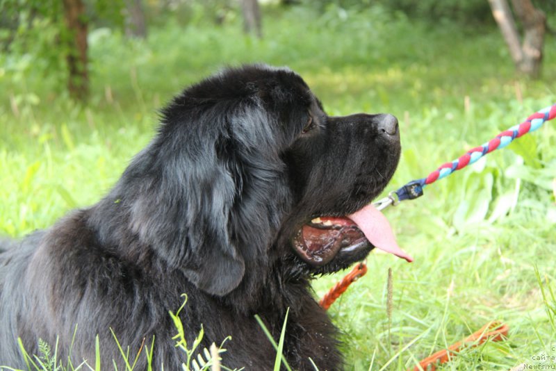 Фото: ньюфаундленд Аквиан Сонг Лаватера (Akvian Song Lavatera)