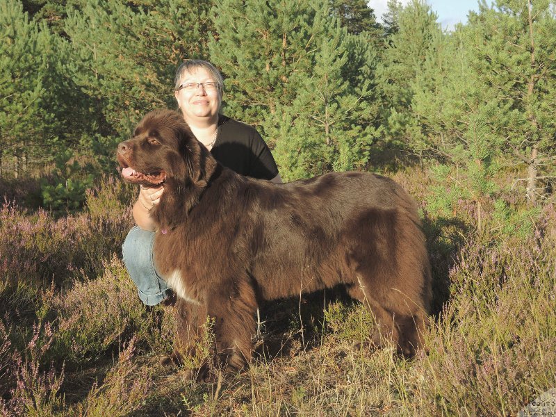 Фото: ньюфаундленд Акватория Келвин Хизер Хани (Aquatoriya Kelvin Heather Honey), Екатерина Бенкен