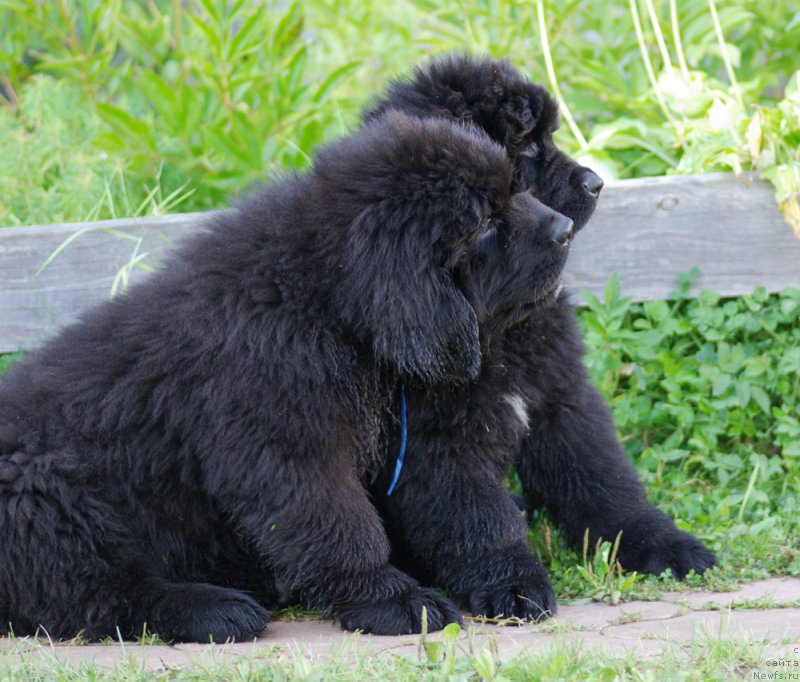 Фото: Бегущая по волнам Чойс оф Фибоначчи и Бегущая по волнам Чесс Квин ин Блэк