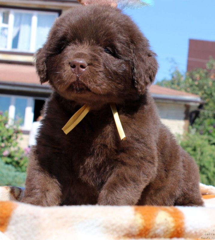 Фото: ньюфаундленд Браунблад МСК Хаким Голд Хайдар (Brownblood MSK Hakim Gold Haydar)