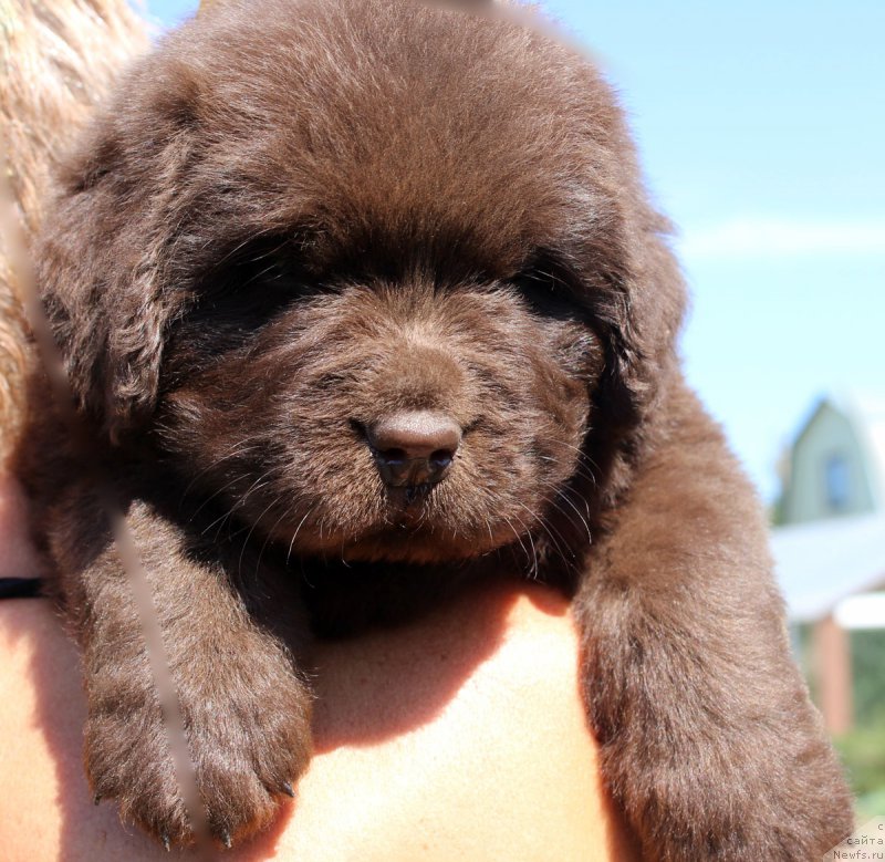 Фотография № 161452