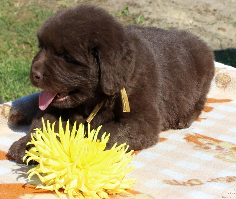 Фотография № 161453