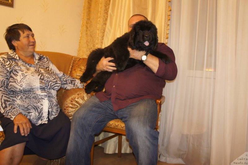 Фото: ньюфаундленд Jonathan Poursmigar iz Volotova, Александр Беспечный, и мама ГАЛЯ