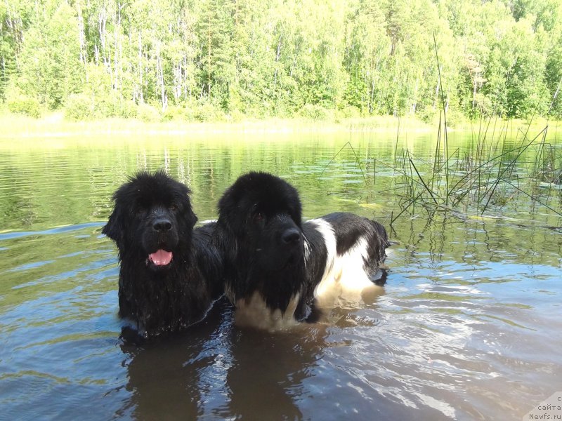 Фото: ньюфаундленд Черный Шарм Веллингтон, ньюфаундленд Барышня