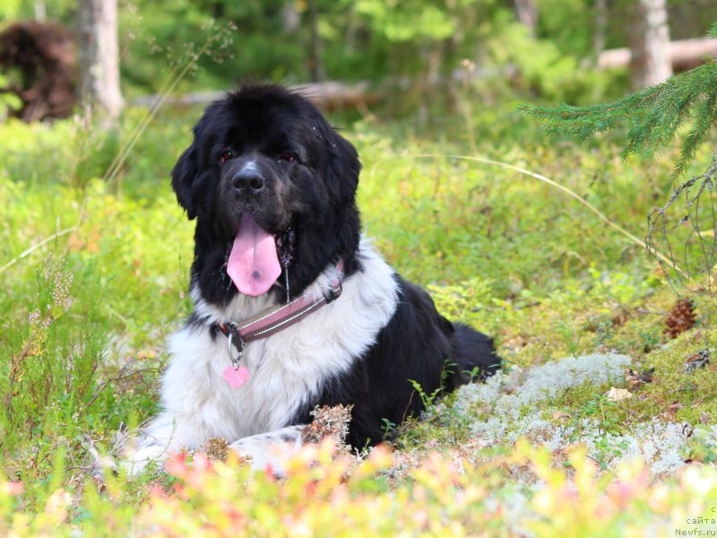 Фото: ньюфаундленд Питерньюф И Дид Ит Агаин (Piternyuf I Did It Again)