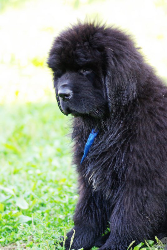 Фото: Бегущая по волнам Чойс Оф Фибоначчи